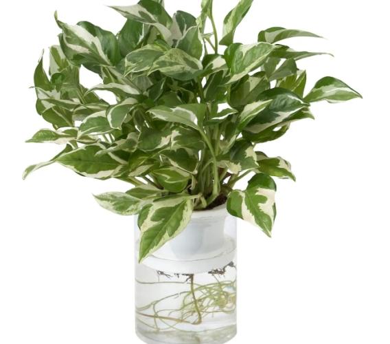 水培植物 水培植物