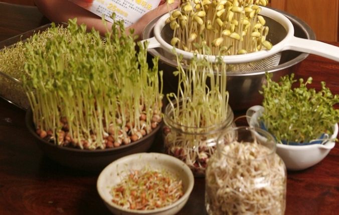 豆芽菜種植 豆芽菜種植
