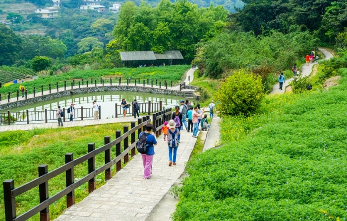 樟樹步道 樟樹步道