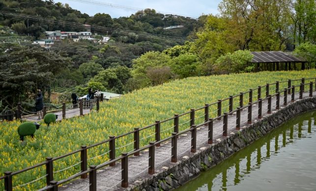 貓空樟樹步道 貓空樟樹步道