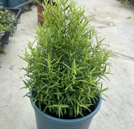 澳洲茶樹種植