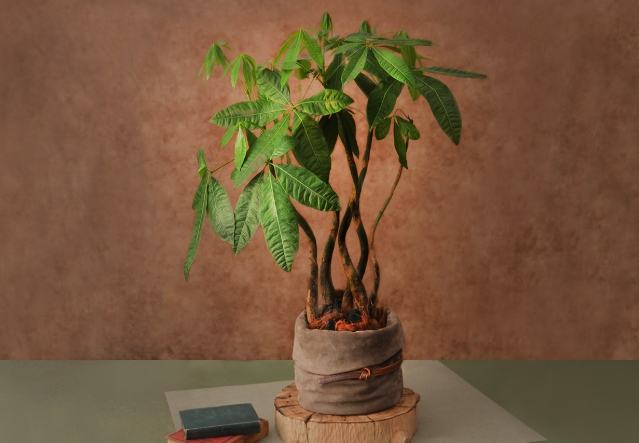 發財樹盆栽 發財樹盆栽