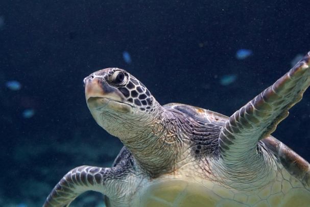 沖繩美麗海水族館