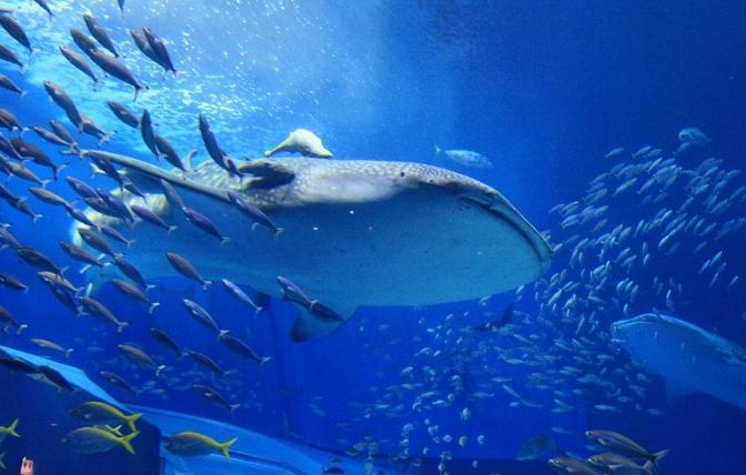 沖繩美麗海水族館 沖繩美麗海水族館