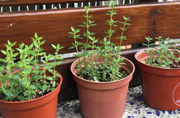 百里香種植 百里香種植