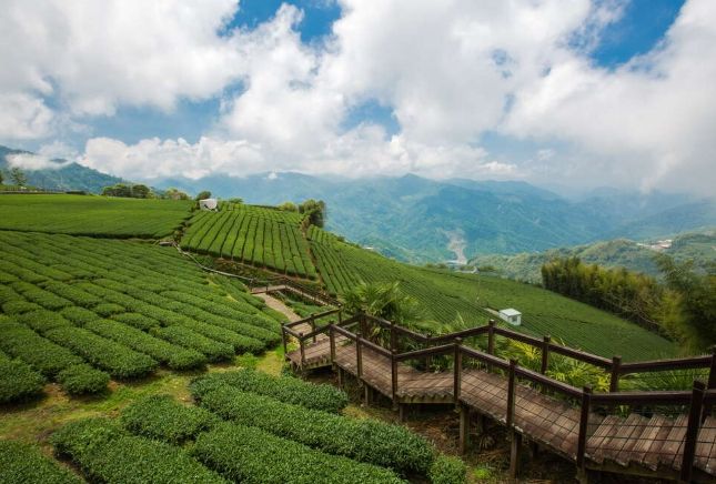 阿里山旅遊 阿里山旅遊