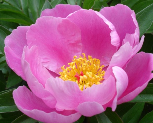 芍藥花語