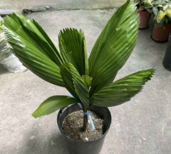 圓扇蒲葵 圓扇蒲葵