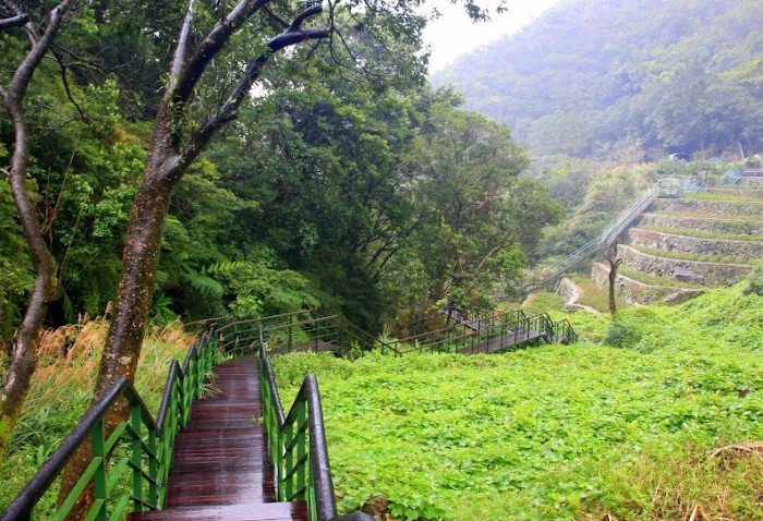青楓步道 青楓步道