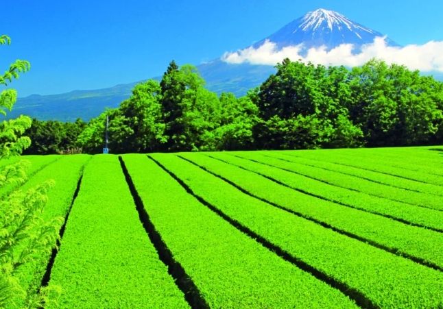 靜岡景點 靜岡景點