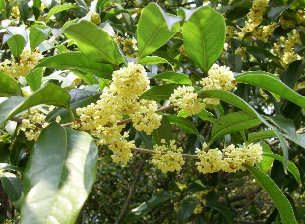 桂花種植禁忌 桂花種植禁忌
