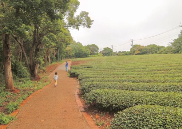 茶香步道 茶香步道