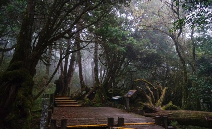 太平山檜木原始林步道