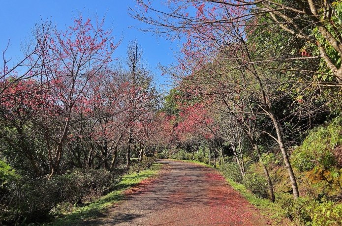 二格櫻花步道 二格櫻花步道