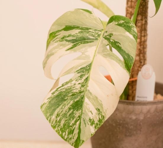 白斑龜背芋 白斑龜背芋