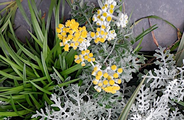 銀葉菊 銀葉菊