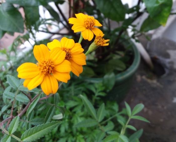 芳香萬壽菊禁忌 芳香萬壽菊禁忌