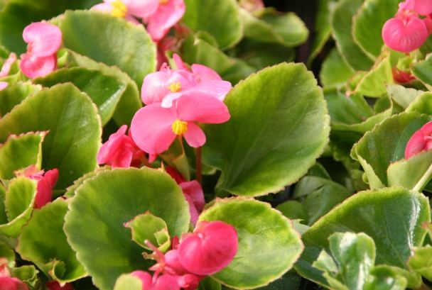 海棠花花語 海棠花花語