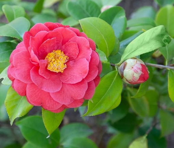 茶花種植 茶花種植