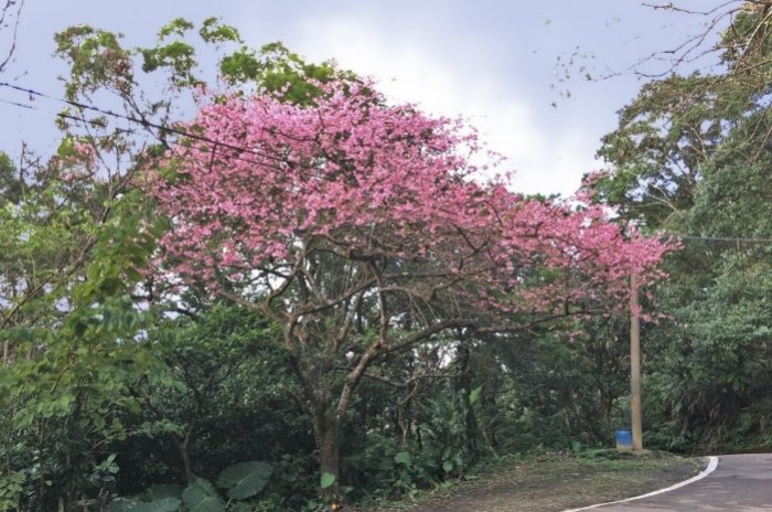二格櫻花步道 二格櫻花步道