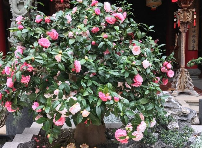 茶花種植 茶花種植