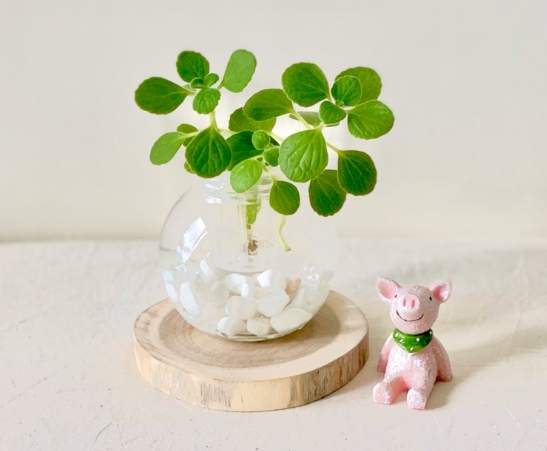 水耕植物