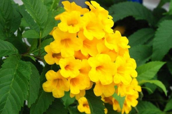 黃鍾花 黃鍾花
