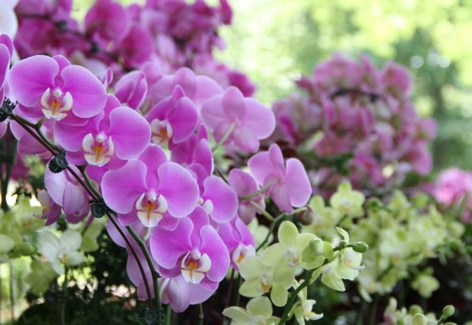 蘭花干 蘭花干