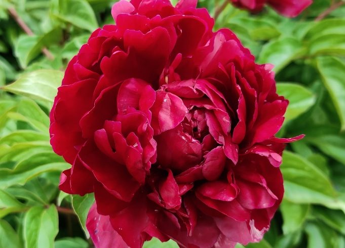 芍藥花語 芍藥花語