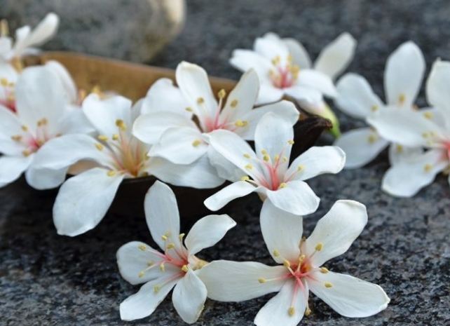 梧桐花 梧桐花