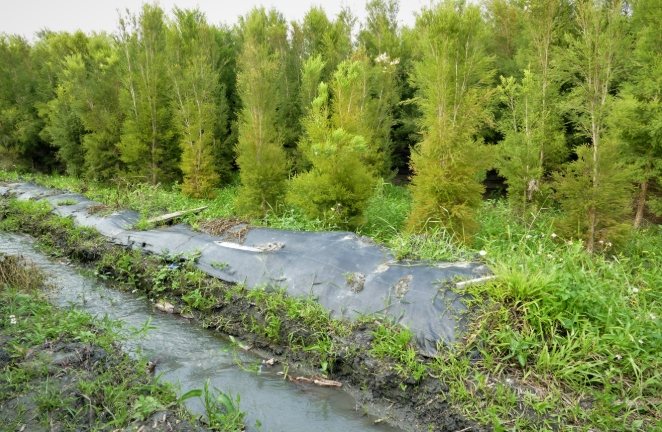 澳洲茶樹種植 澳洲茶樹種植