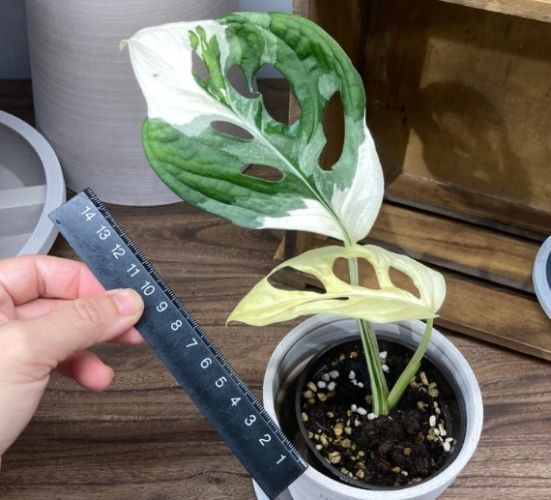 白斑龜背芋 白斑龜背芋