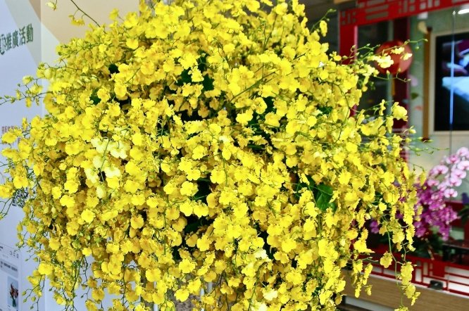 跳舞蘭 跳舞蘭