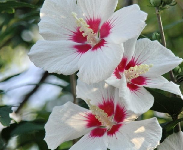 木槿花花語 木槿花花語