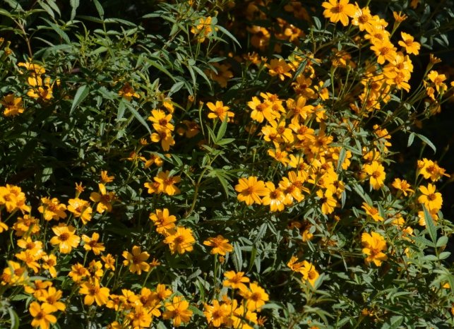 芳香萬壽菊禁忌 芳香萬壽菊禁忌