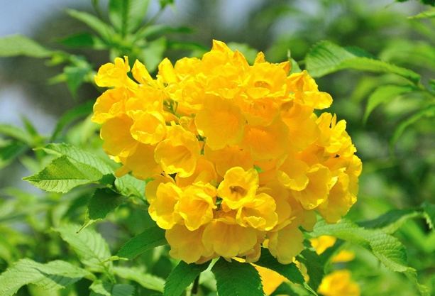 黃鍾花 黃鍾花