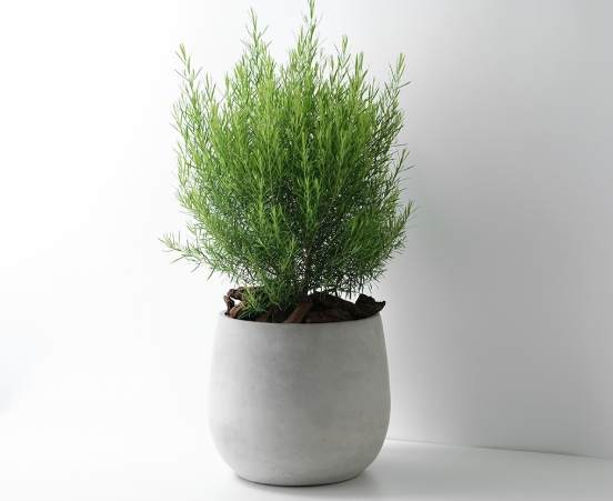 澳洲茶樹種植