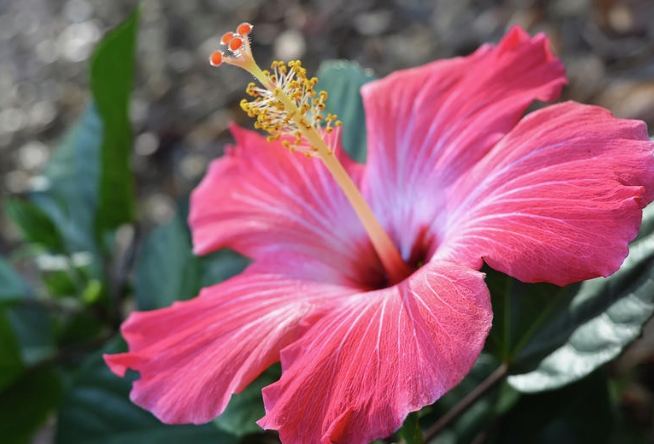 木槿花花語 木槿花花語