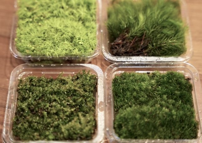 苔蘚種植 苔蘚種植