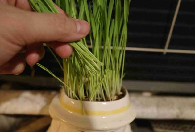 小麥草種植 小麥草種植