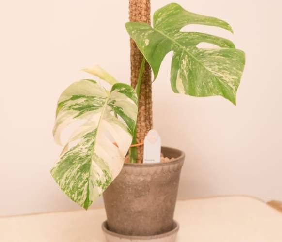 白斑龜背芋 白斑龜背芋