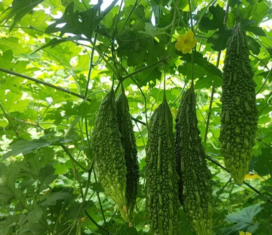 苦瓜種植 苦瓜種植