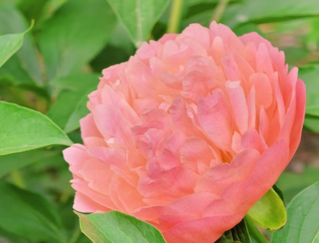 芍藥花語 芍藥花語