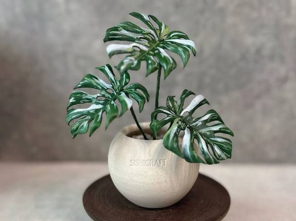 白斑龜背芋 白斑龜背芋