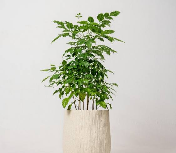 發財樹盆栽 發財樹盆栽