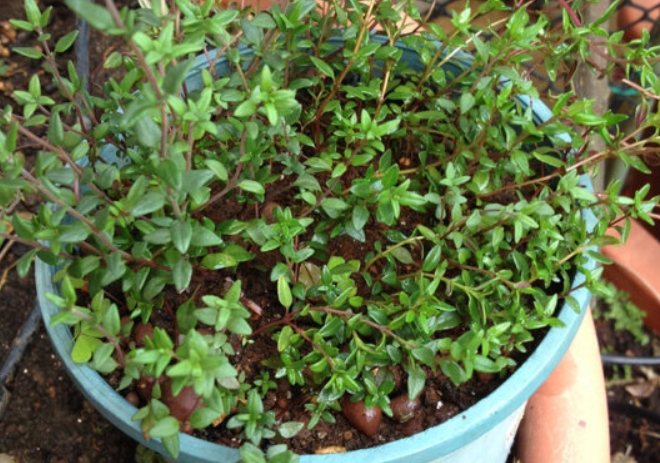 百里香種植 百里香種植
