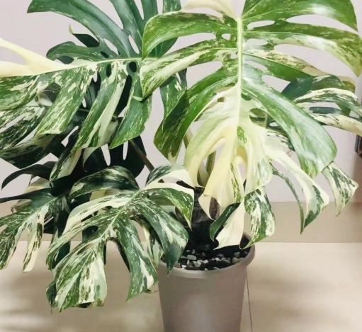 白斑龜背芋 白斑龜背芋