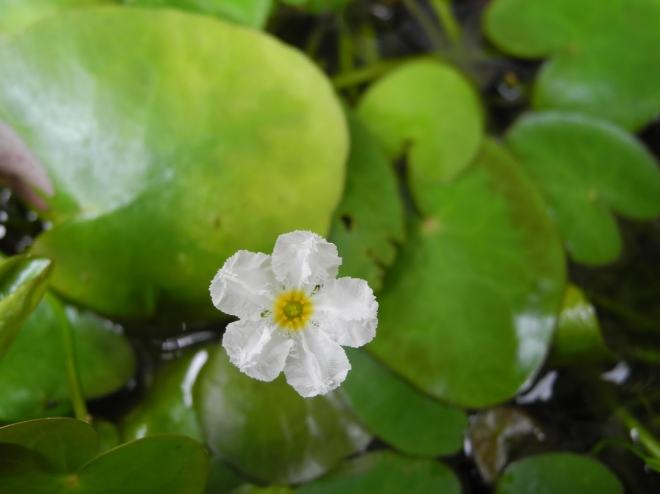 水蓮種植 水蓮種植