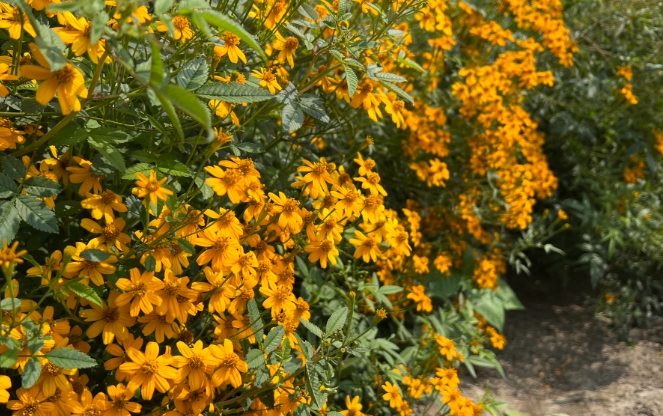 芳香萬壽菊禁忌 芳香萬壽菊禁忌