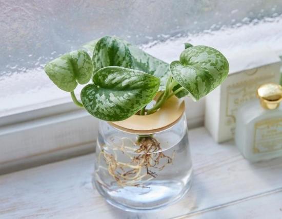 水耕植物